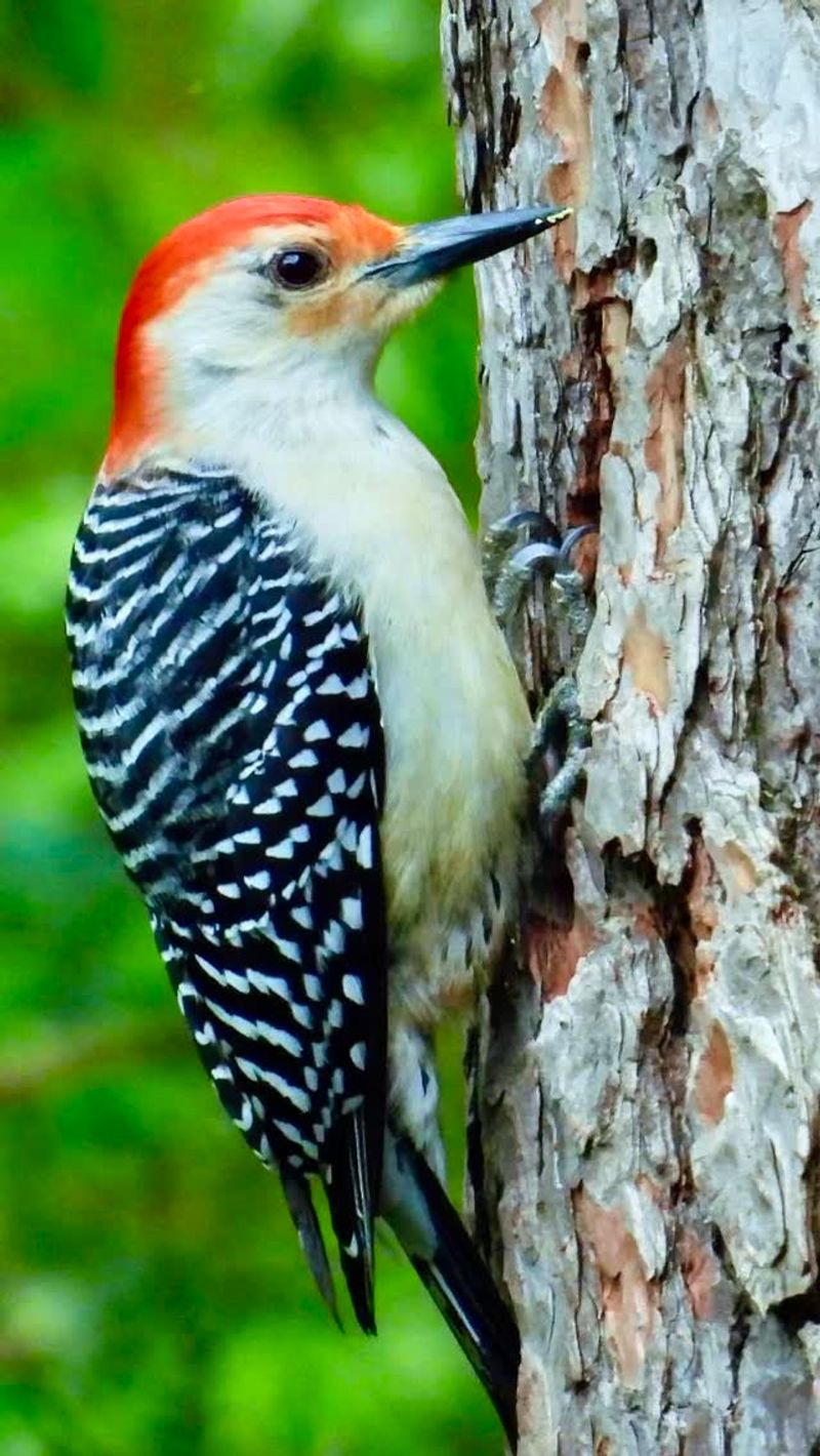 Red-Bellied Woodpecker