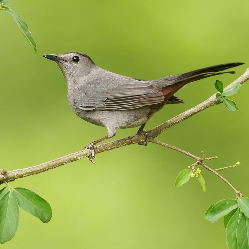Catbird