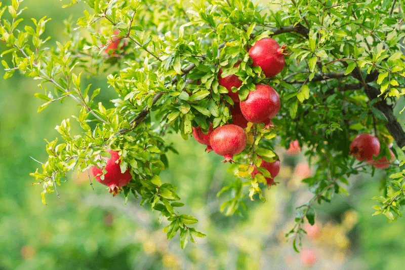 Pomegranates: Jewels Of Ancient Gardens