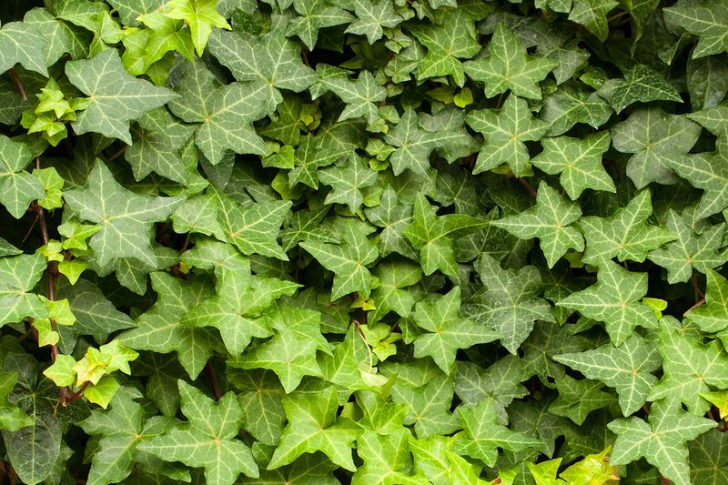 English Ivy