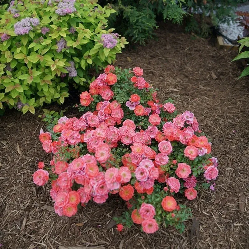 Oso Easy Roses