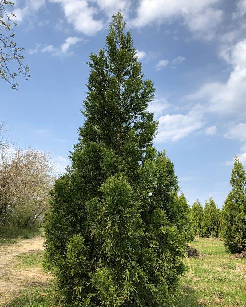 Cryptomeria