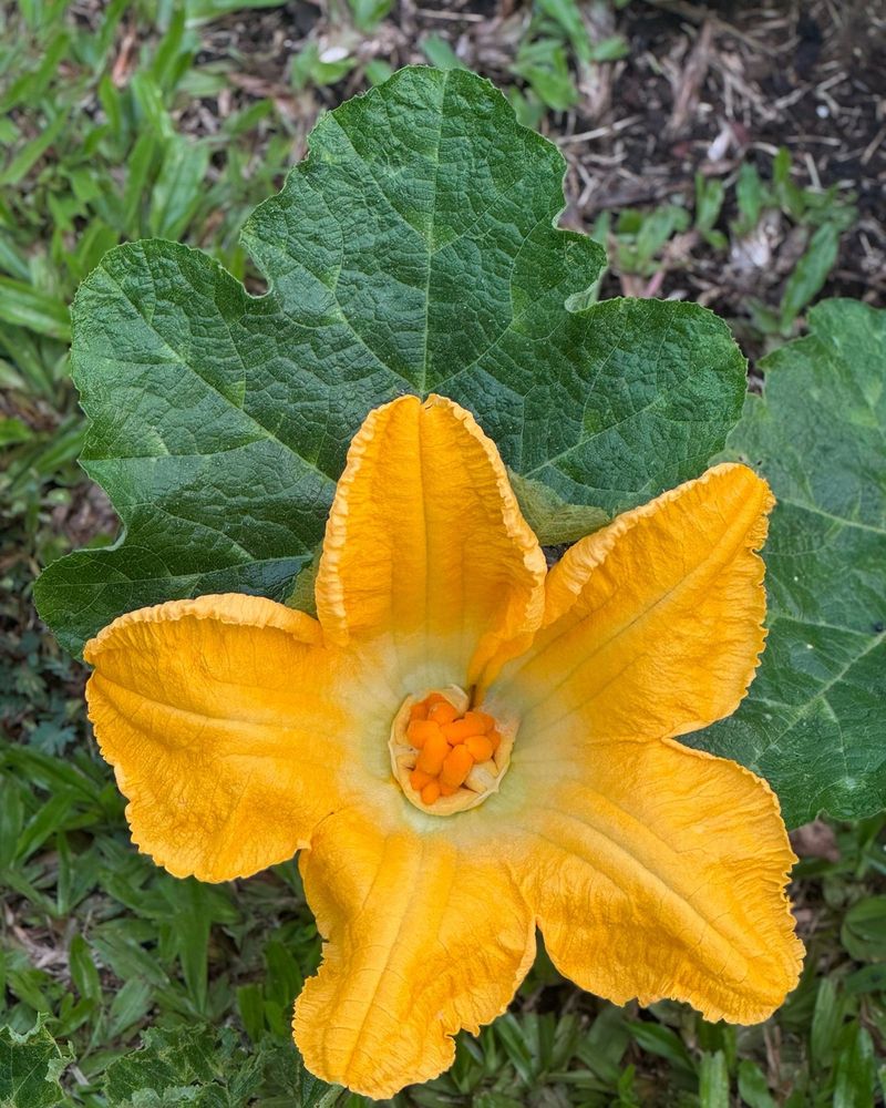 Squash Blossoms: Garden Gold