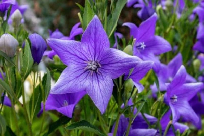Balloon Flower Pops With New Blooms