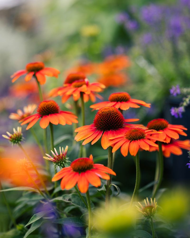 Coneflowers