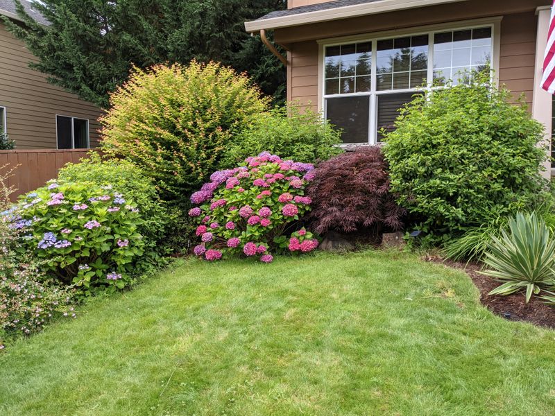 Overgrown Foundation Plants