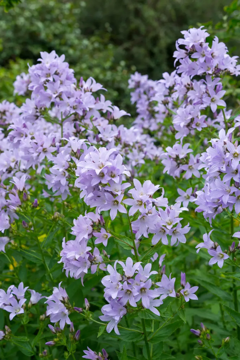 Revitalize Campanula with a Post-Bloom Haircut