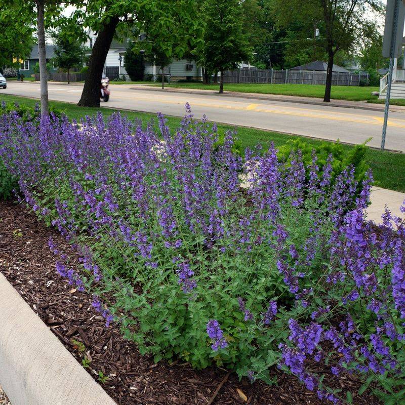 Rejuvenate Catmint with a Bold Midsummer Chop