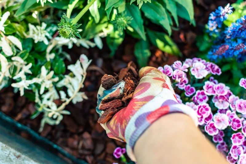 Apply Mulch To Retain Moisture