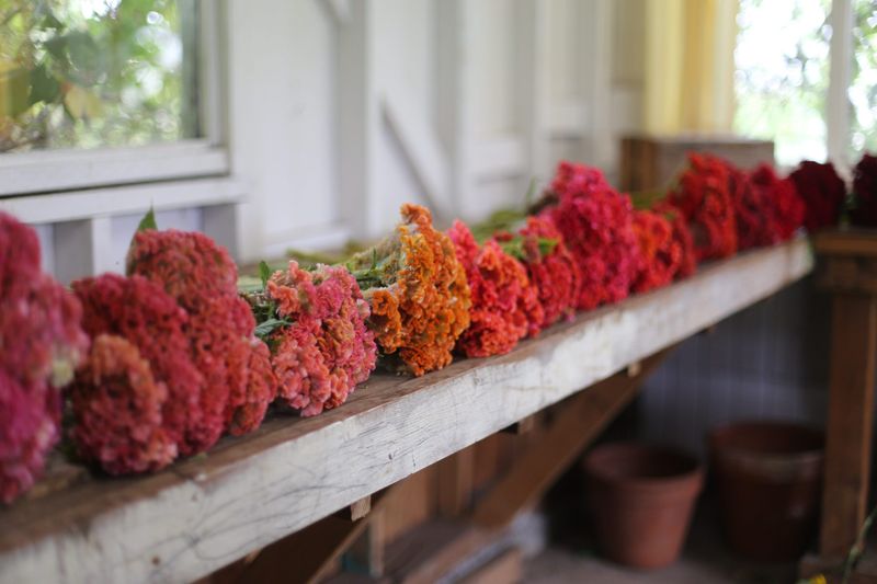 Harvest for Cut Flowers