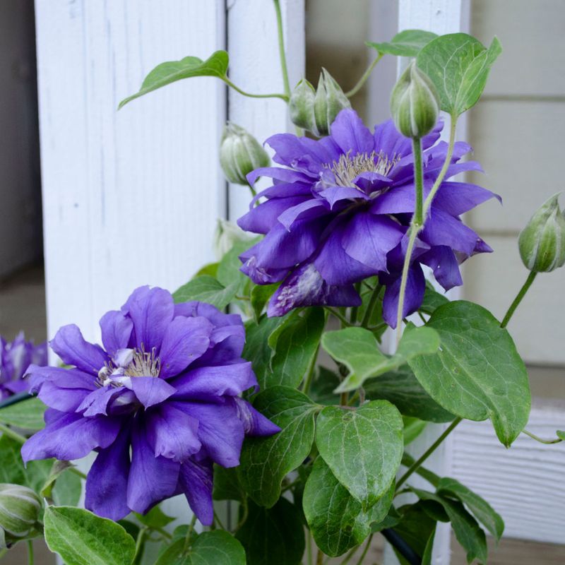 Container Clematis Need More Attention