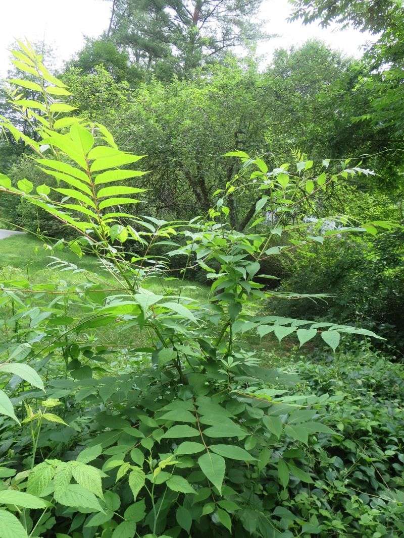 Poison Sumac: The Rash-Inducing Wetland Dweller