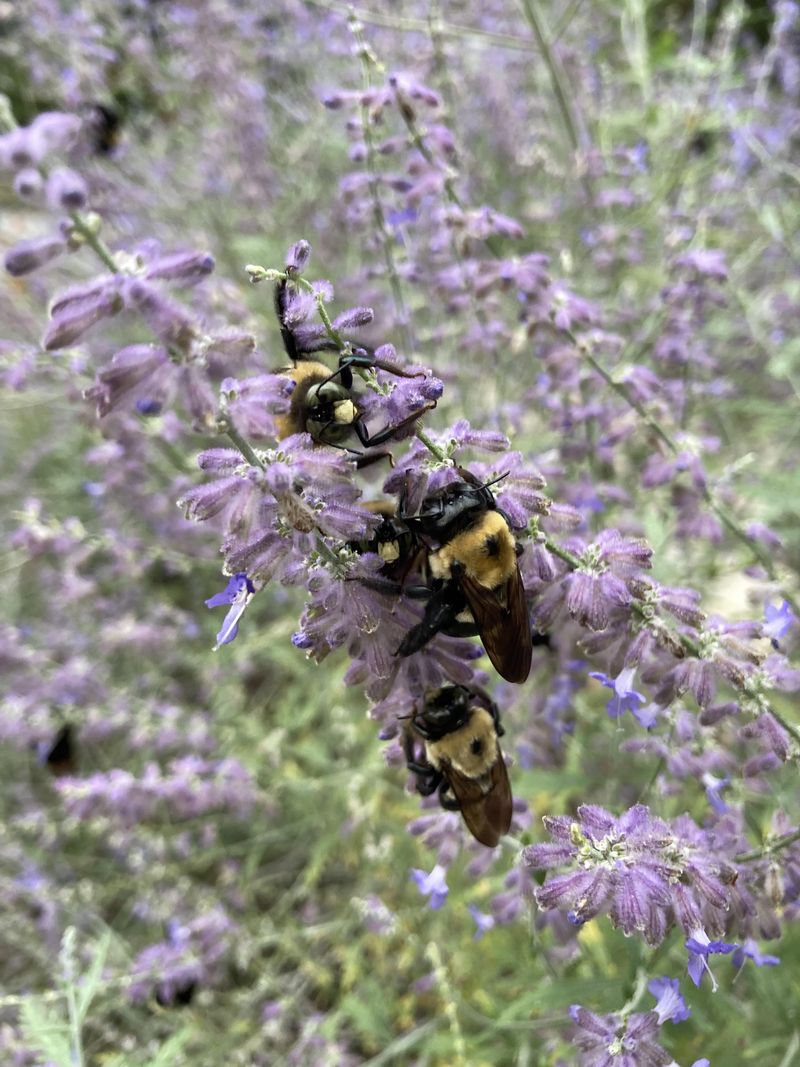 Natural Pest Control