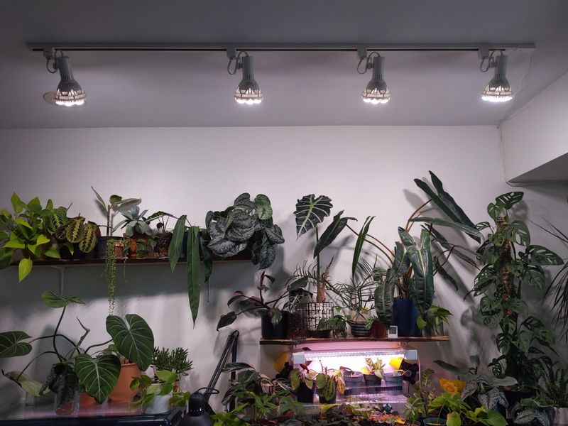 Expensive Grow Lights vs. Shop Lights