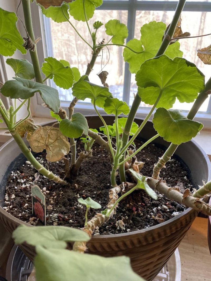 Leggy Stem Growth
