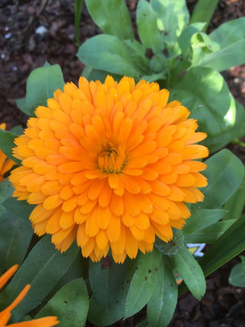 Flower Feels Dry When Touched