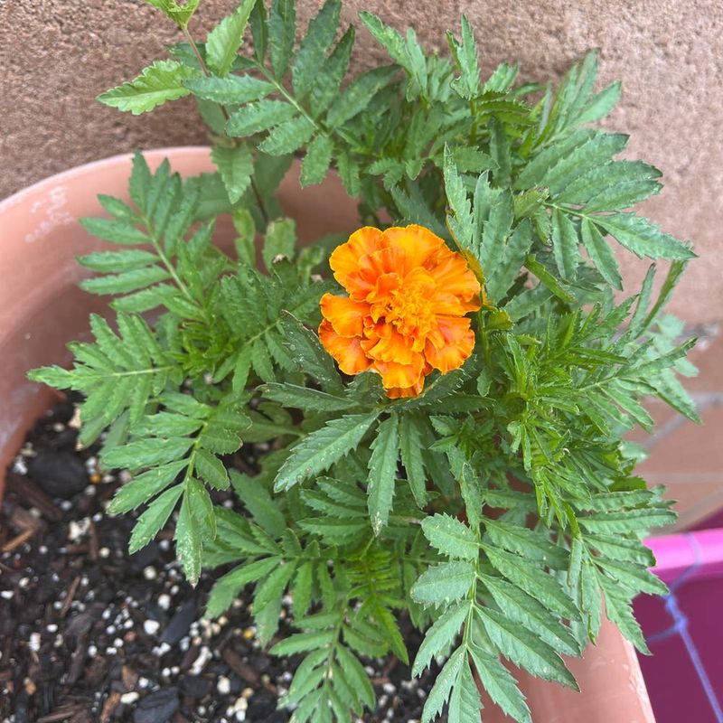 Black Spots On Leaves And Stems