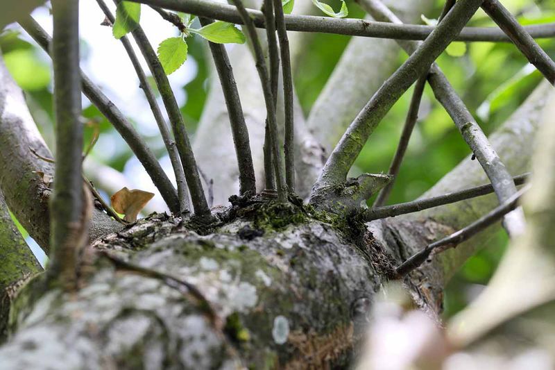 Prune Water Sprouts