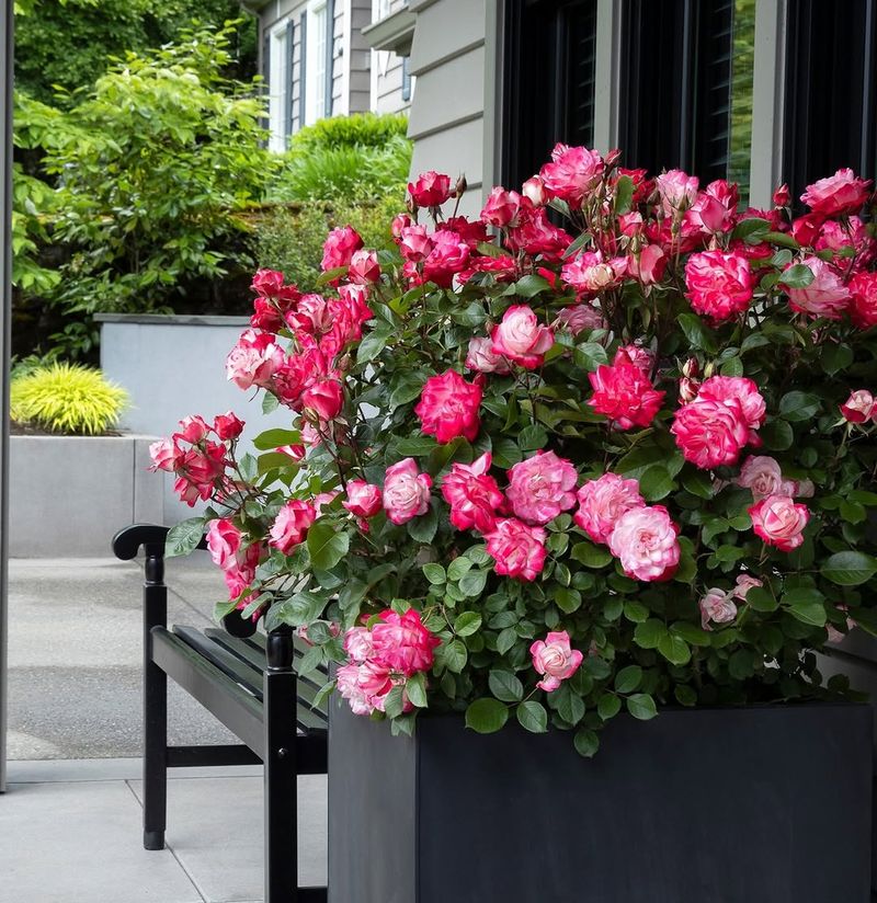 Self-Watering Containers Provide Consistent Moisture
