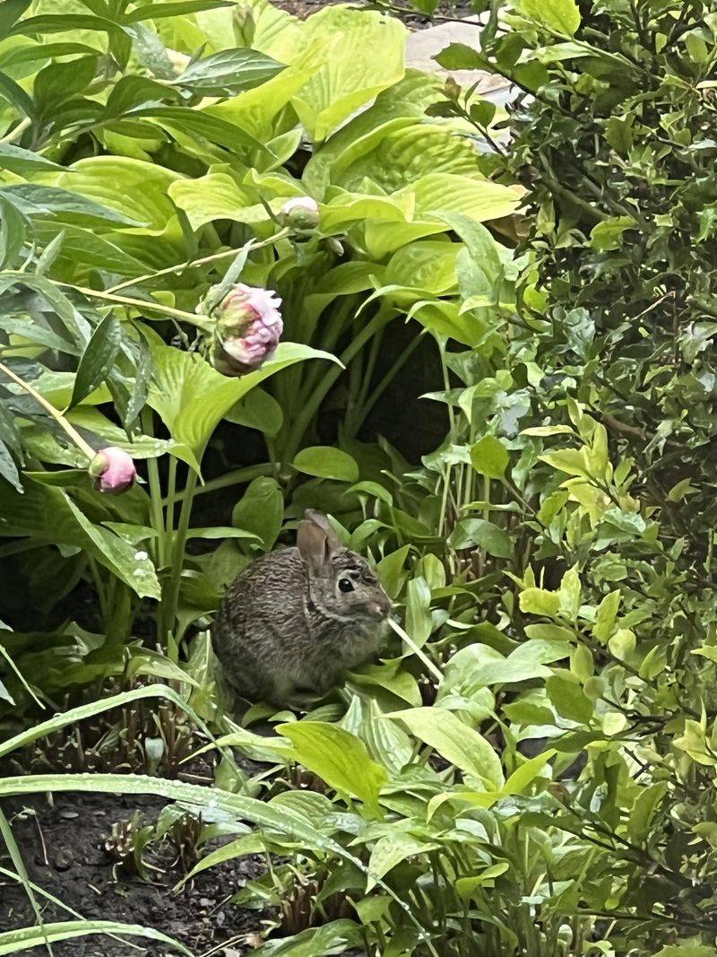 Rabbit Repellent Strategy