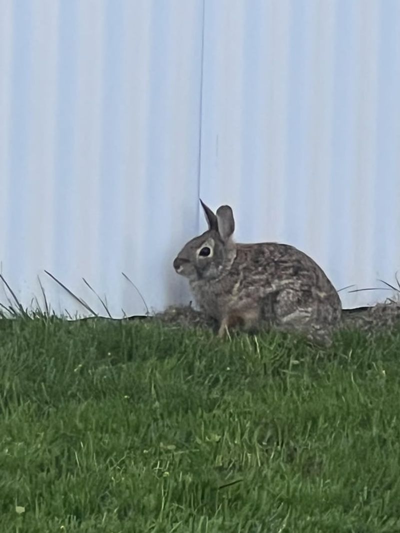 Rabbits: Lawn-Loving Residents