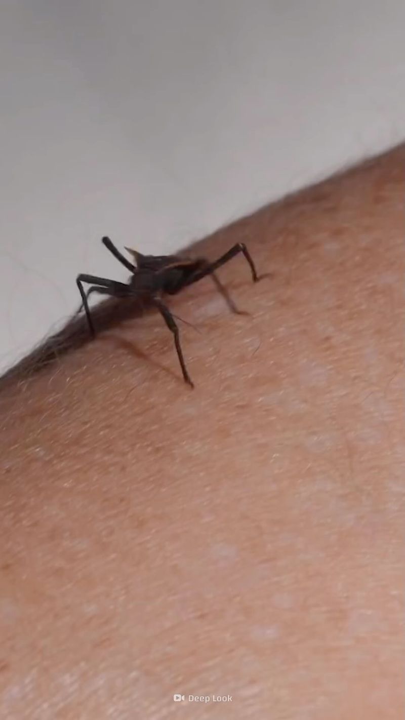 Kissing Bug