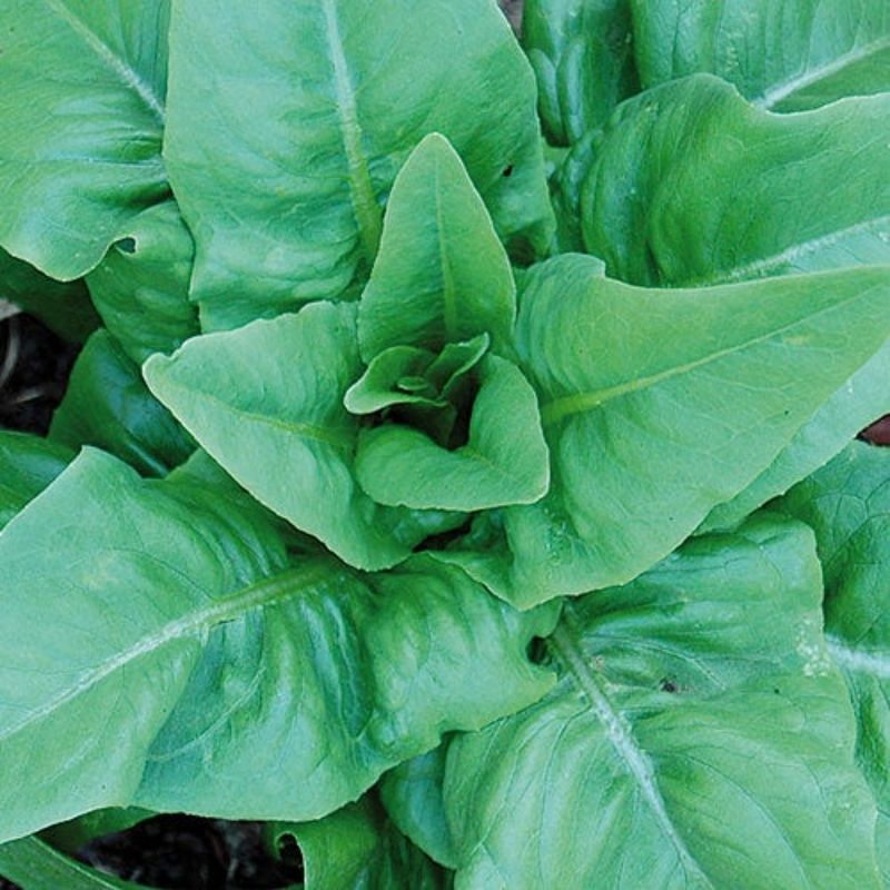 Amish Deer Tongue Lettuce