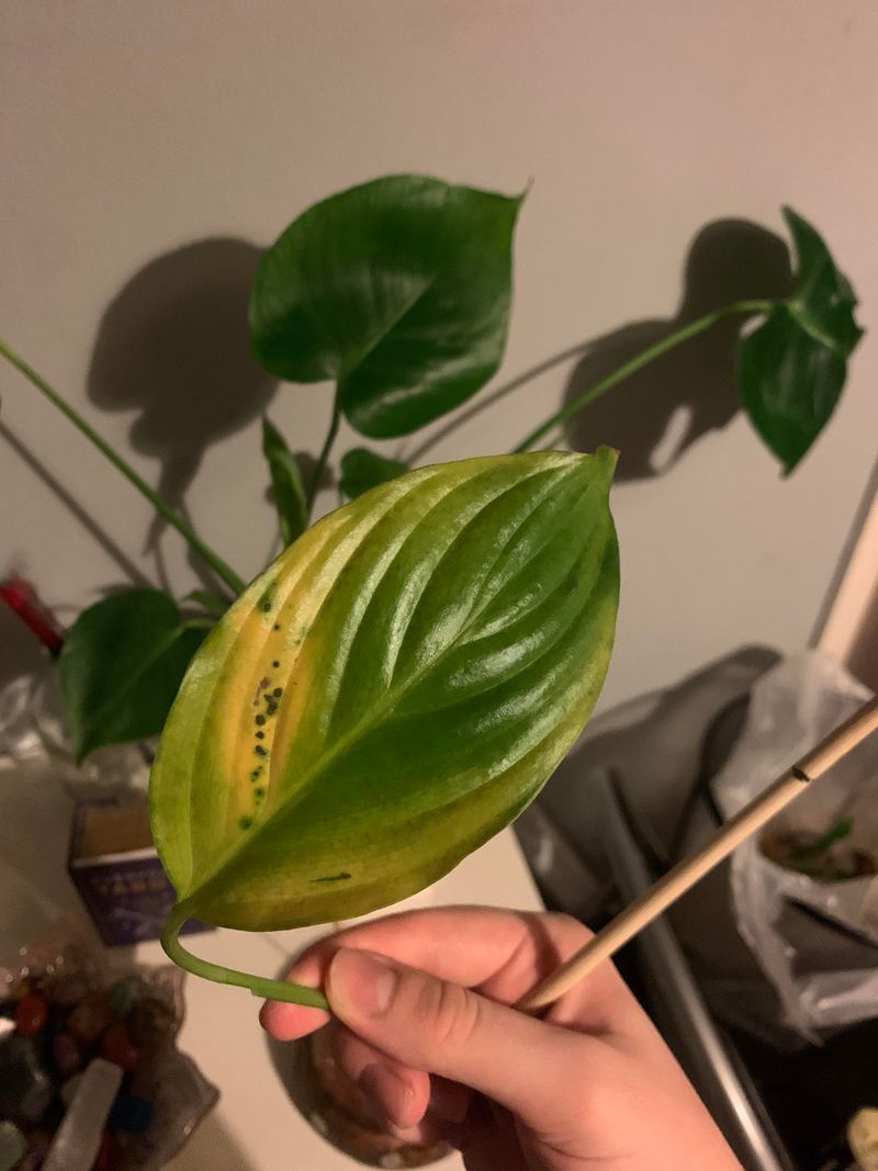 Leaf Spotting