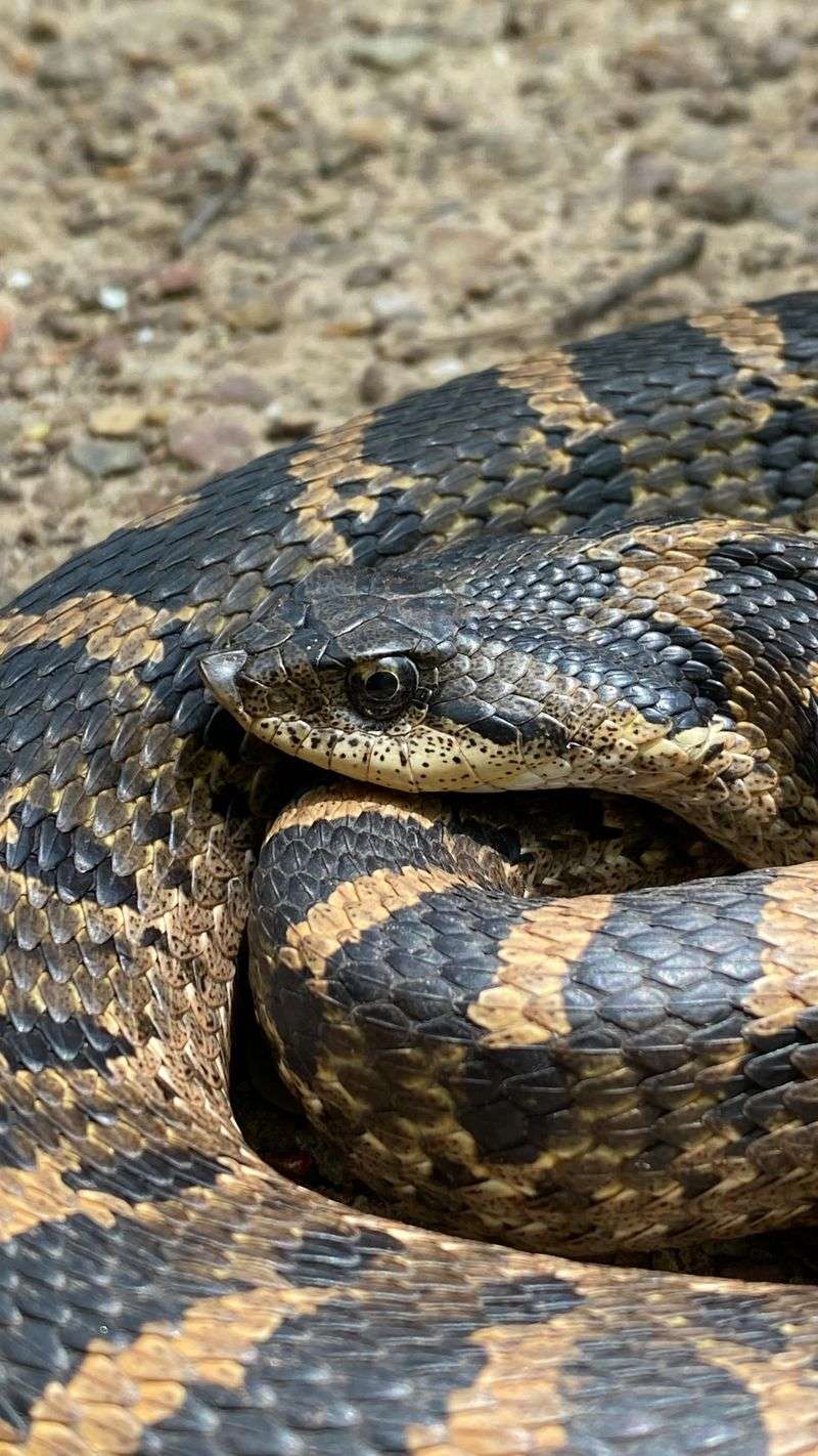 Eastern Hognose Snake