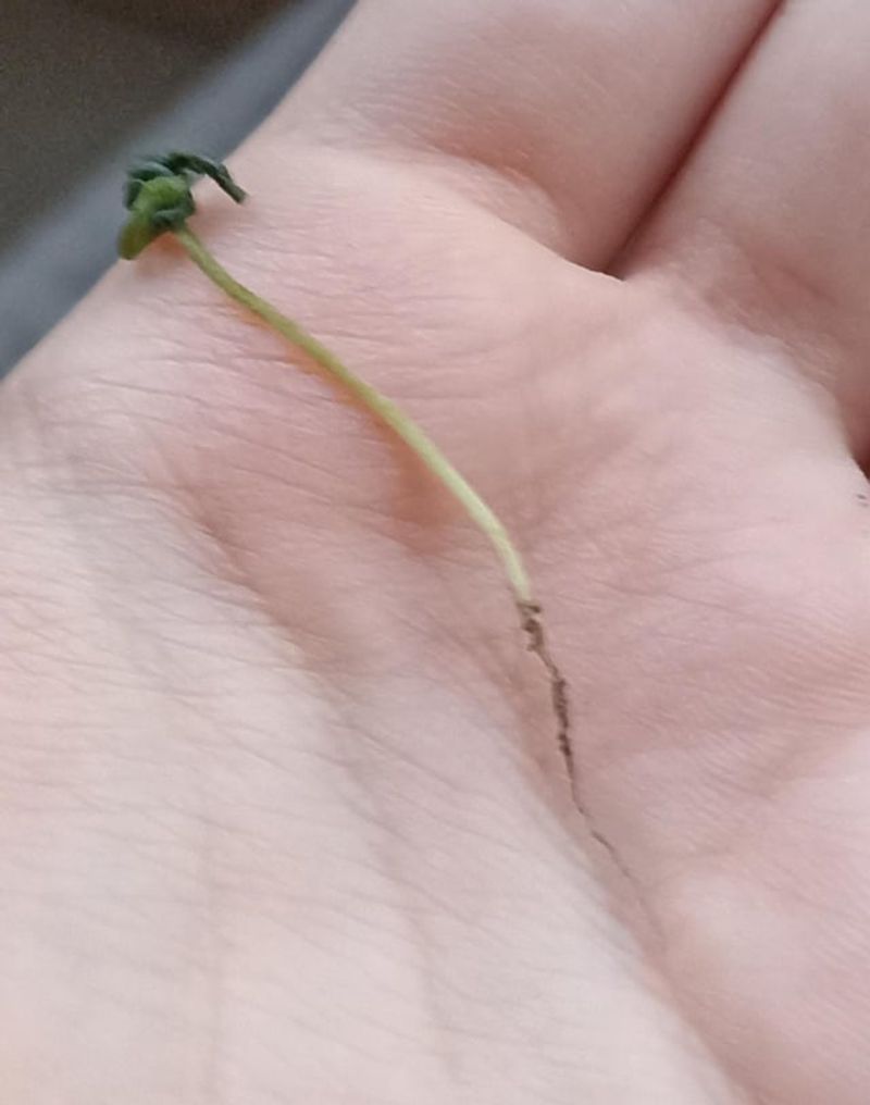 Stunted Root Development