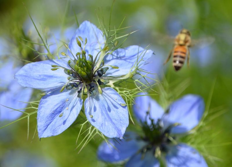 Love-In-A-Mist