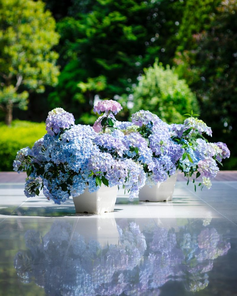 Hydrangea