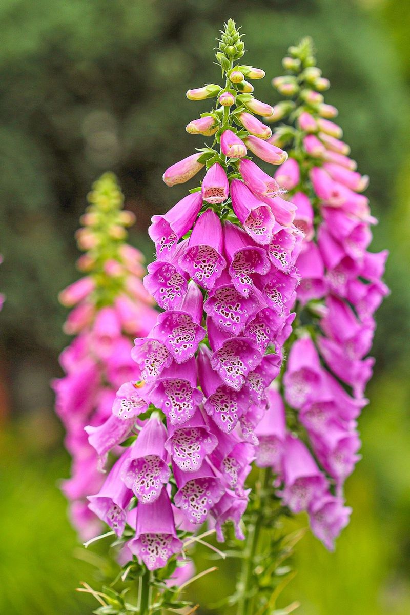 Foxglove: Fleeting Beauty With Drawbacks