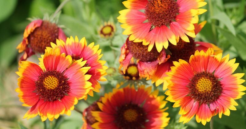 Blanket Flower Keeps The Color Coming
