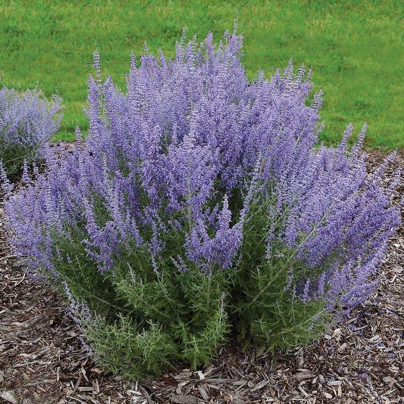 Russian Sage: Airy Texture