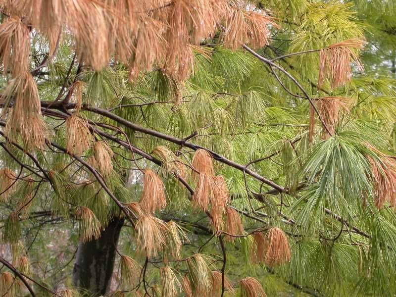 White Pine