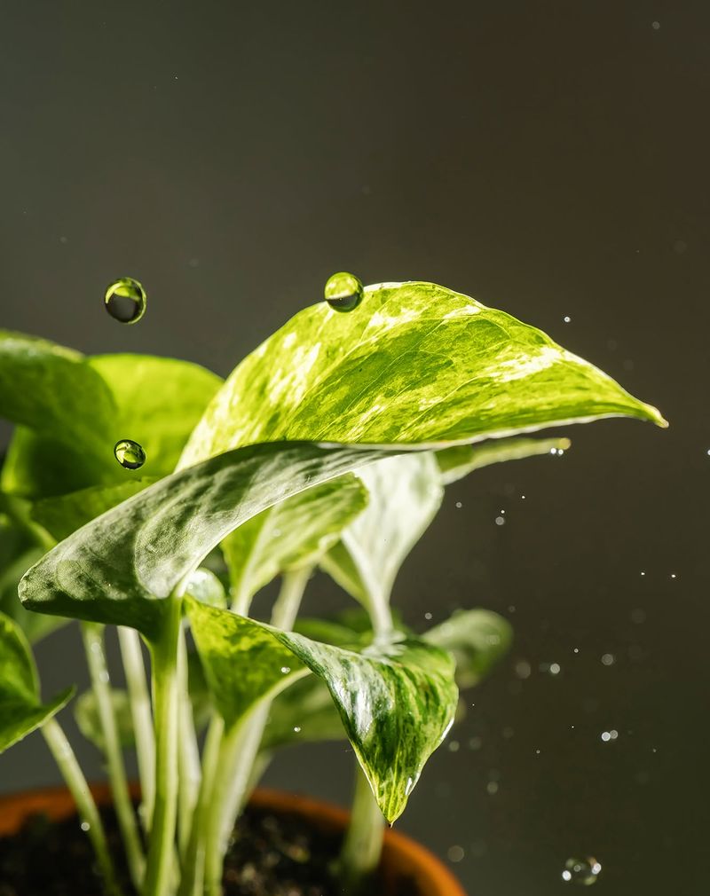 Prevents Early Root Rot