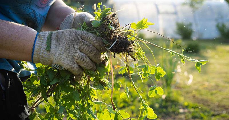Introduce Competitive Ground Covers