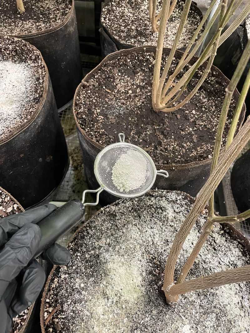 Apply diatomaceous earth