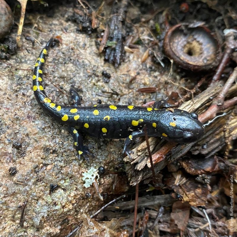 Spotted Salamanders