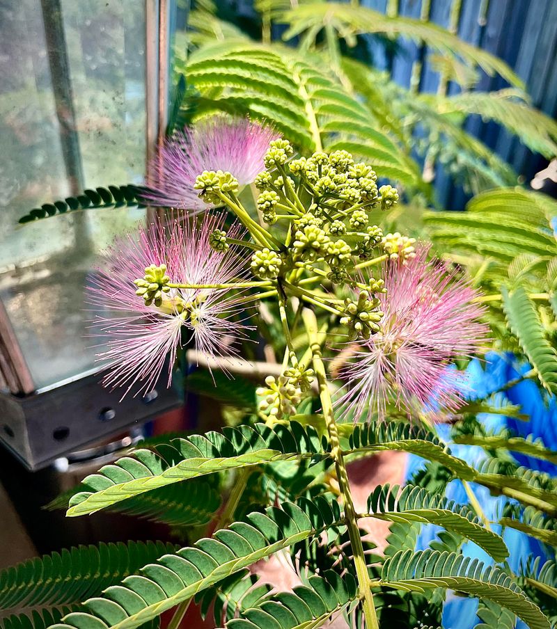 Mimosa Tree