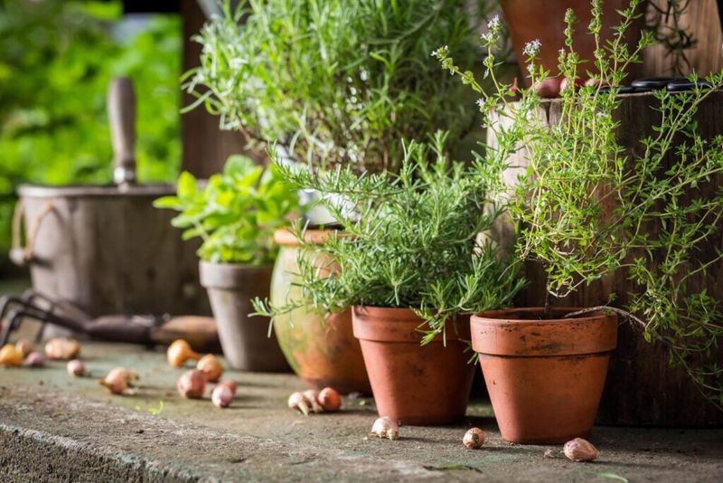 Imported Clay Pots vs. Plastic Nursery Containers