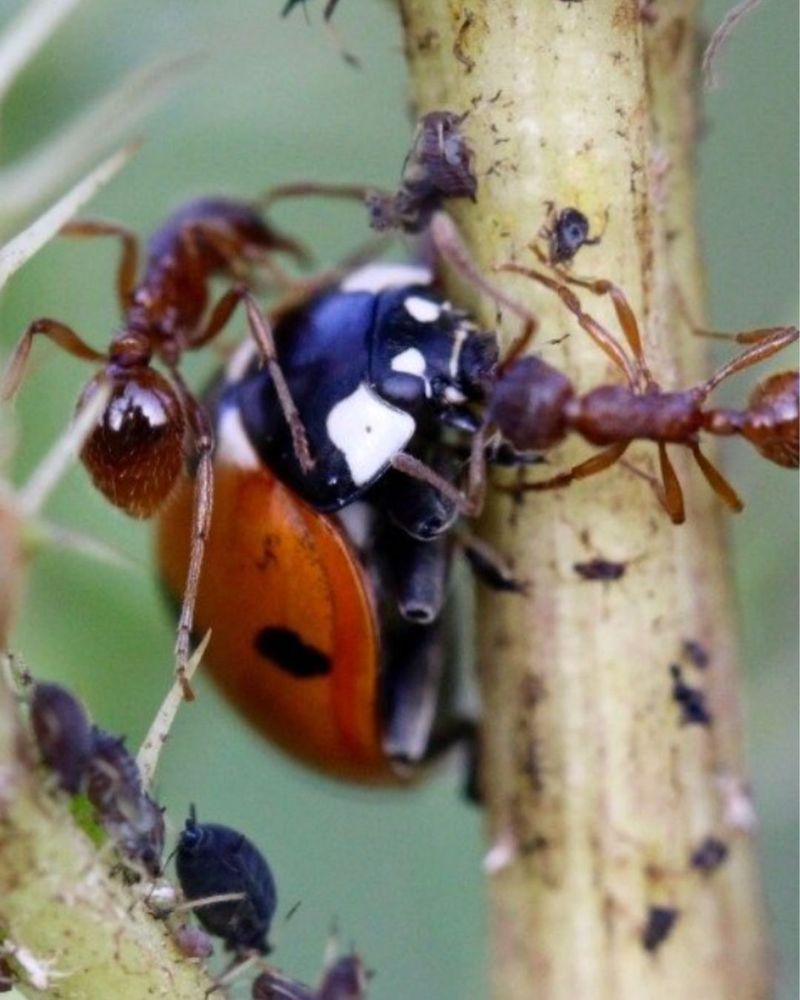 Annoying Aphids