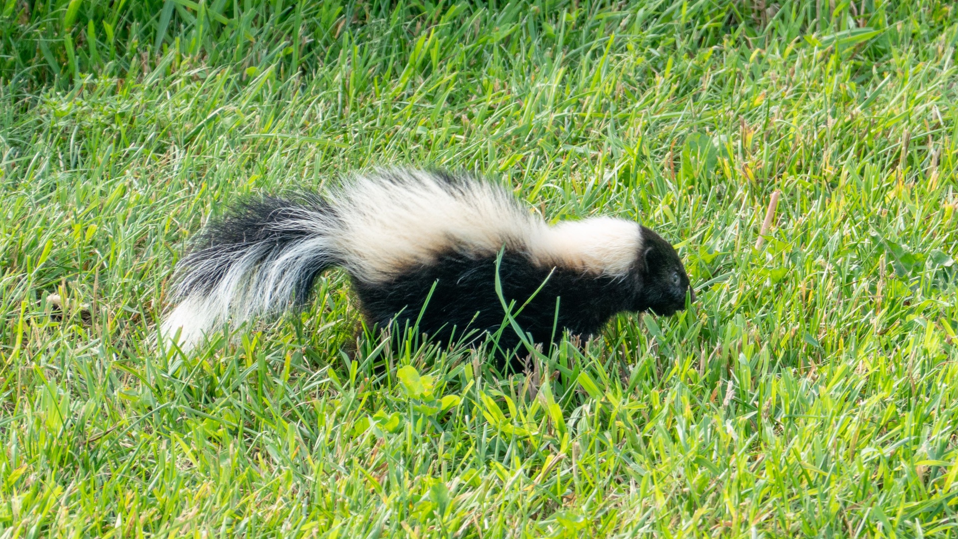 skunk in yard