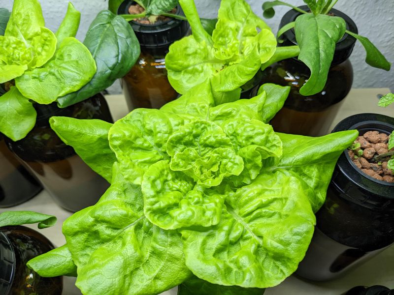 Masks Lettuce Scent From Pests