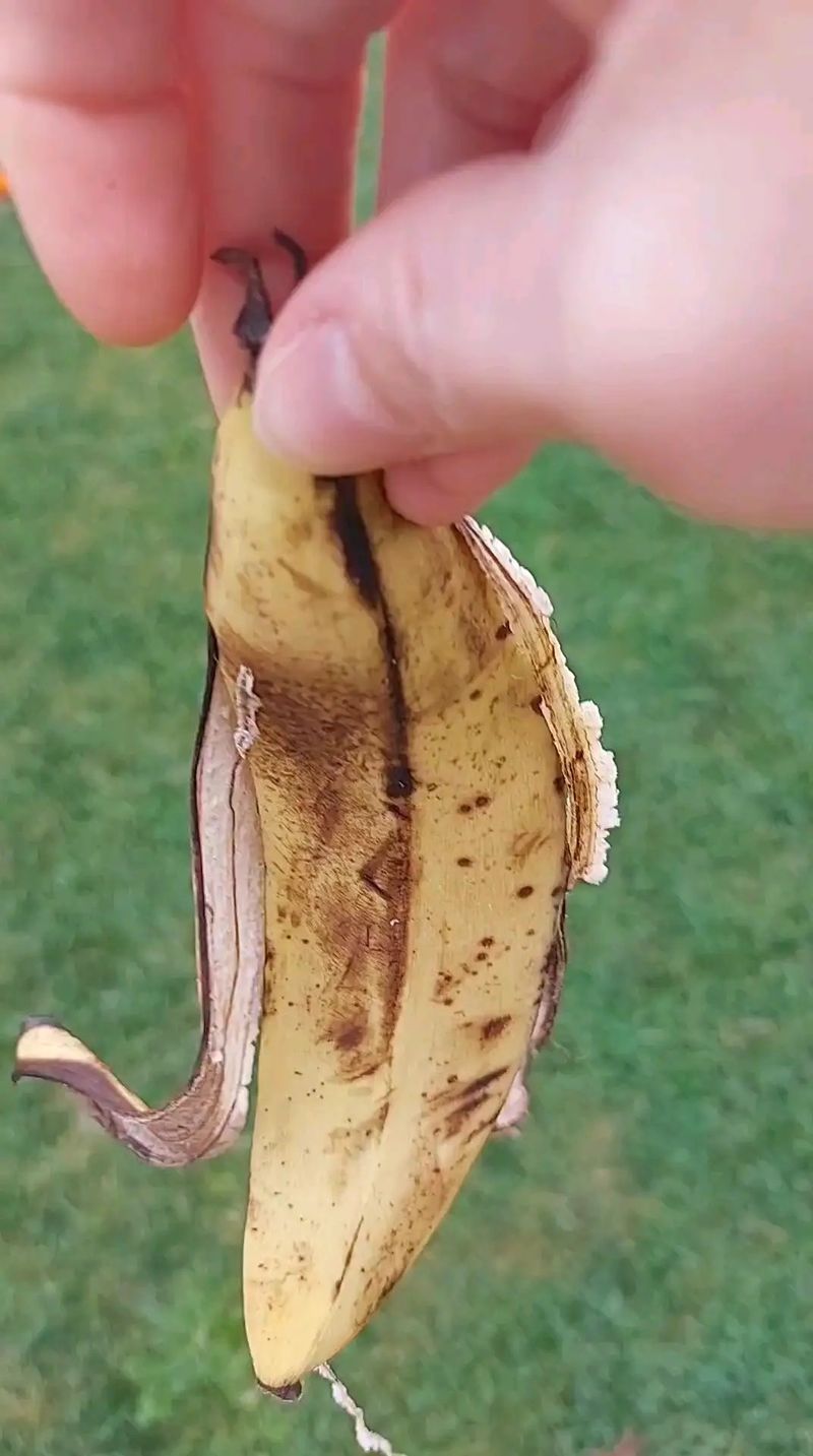 Calcium Source for Strong Plants