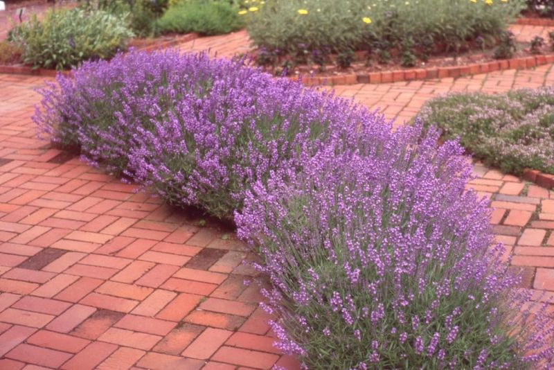 Thrives in Poor Soil