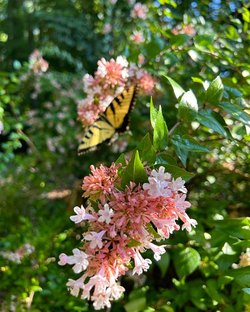 Abelia