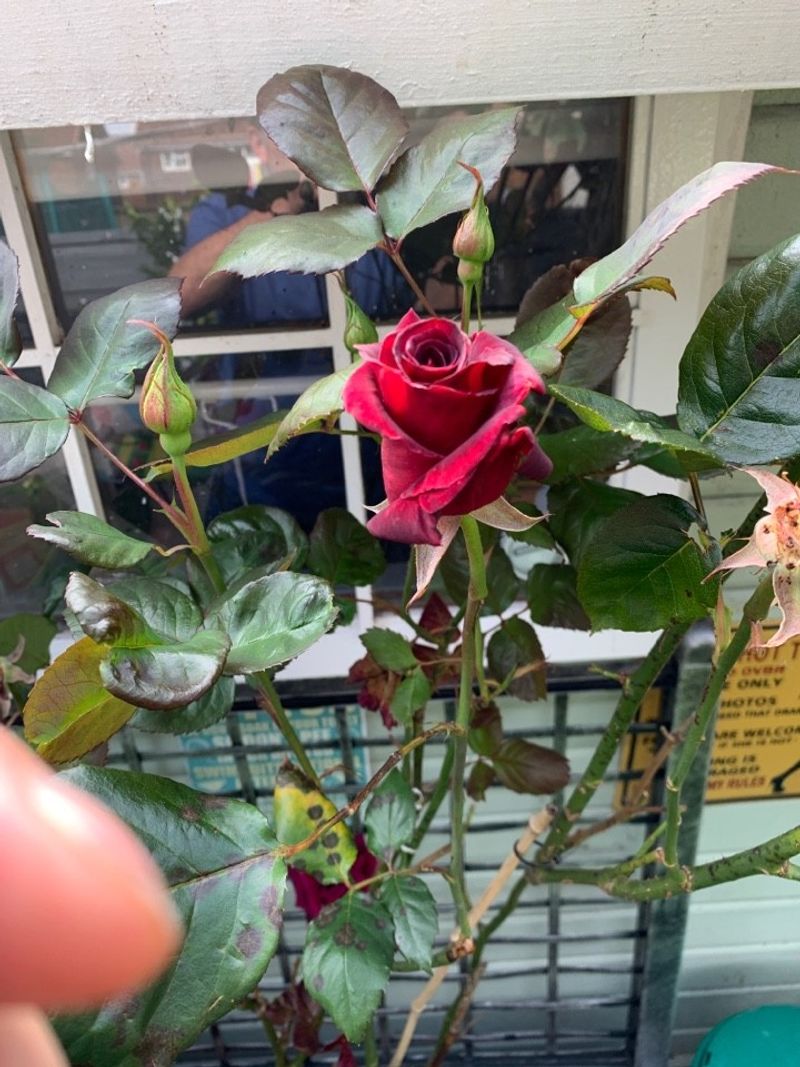 Roses (Thorny Varieties)