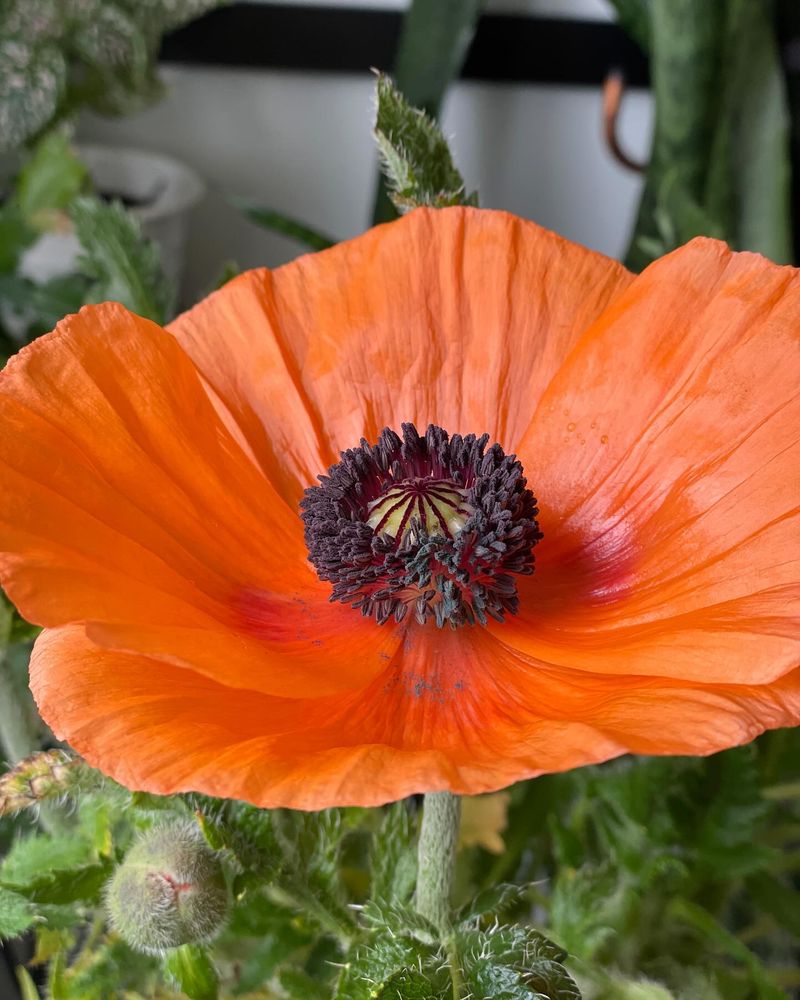 Eclipse Poppy